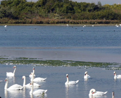 Birds on the pond at Jamaica Bay Wildlife Refuge