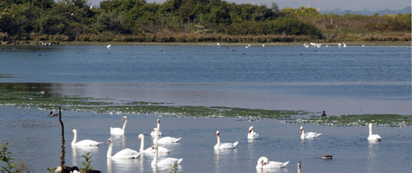 Birds on the pond at Jamaica Bay Wildlife Refuge
